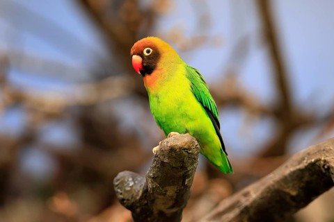 Sooty-head (Agapornis nigrigenis), adult, perch, watchful, Zambia, Africa, captive