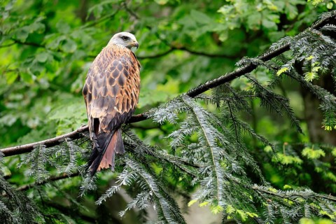 Black Kite (Milvus migrans), adult, alert, perch, Bavarian Forest National Park, Germany