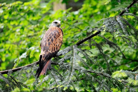 Black Kite (Milvus migrans), adult, alert, perch, Bavarian Forest National Park, Germany
