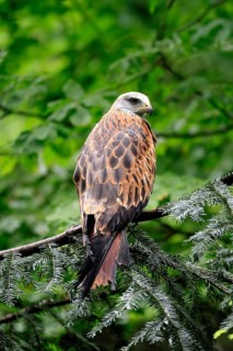 Black Kite (Milvus migrans), adult, alert, perch, Bavarian Forest National Park, Germany