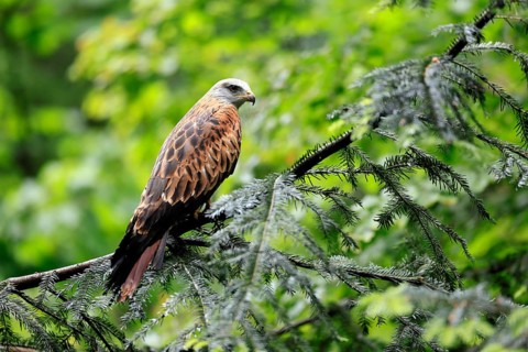Black Kite (Milvus migrans), adult, alert, perch, Bavarian Forest National Park, Germany