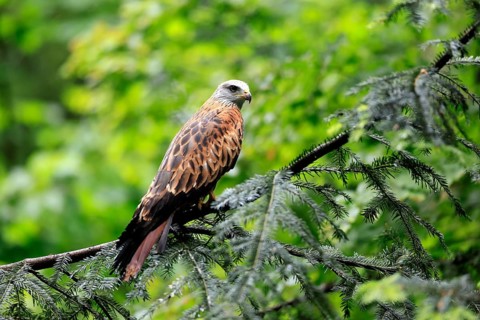Black Kite (Milvus migrans), adult, alert, perch, Bavarian Forest National Park, Germany