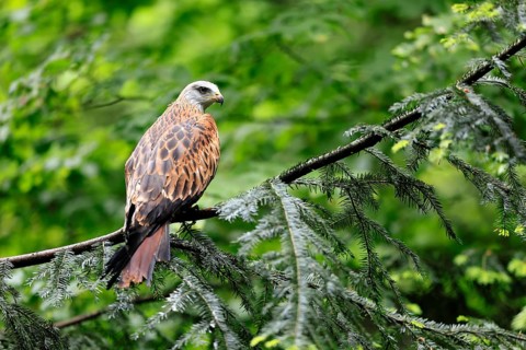 Black Kite (Milvus migrans), adult, alert, perch, Bavarian Forest National Park, Germany