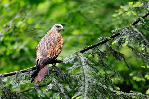 Black Kite (Milvus migrans), adult, alert, perch, Bavarian Forest National Park, Germany