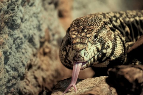 Argentine black and white tegu (Salvator merianae), adult, on ground, lambing, foraging, portrait,