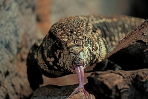 Argentine black and white tegu (Salvator merianae), adult, on ground, lambing, foraging, portrait,