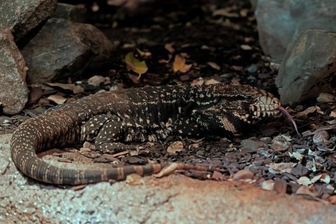 Argentine black and white tegu (Salvator merianae), adult, on ground, lambing, foraging, alert,