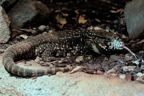Argentine black and white tegu (Salvator merianae), adult, on ground, lambing, foraging, alert,