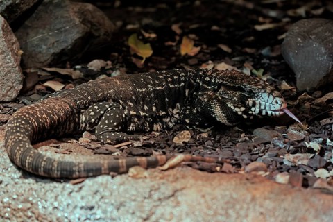 Argentine black and white tegu (Salvator merianae), adult, on ground, lambing, foraging, alert,