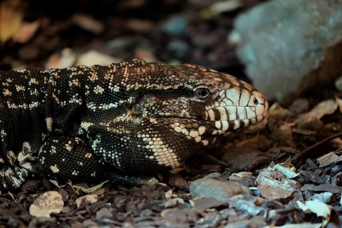 Argentine black and white tegu (Salvator merianae), adult, portrait, on ground, alert, South