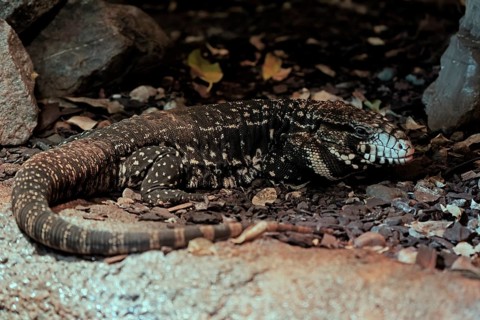 Argentine black and white tegu (Salvator merianae), adult, on ground, alert, South America, captive