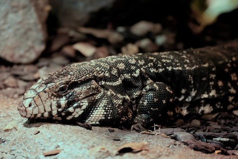 Argentine black and white tegu (Salvator merianae), adult, portrait, on ground, alert, South