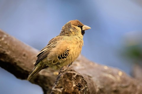 Siedle weaver (Philetairus socius), adult, on a wait, South Africa