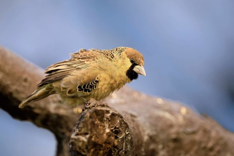Siedle weaver (Philetairus socius), adult, on a wait, South Africa