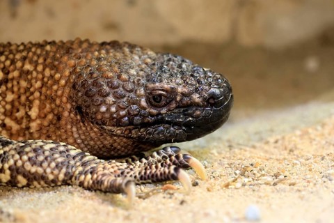 Scorpion crust lizard (Heloderma horridum), adult, portrait, on ground, nocturnal, Mexico, North