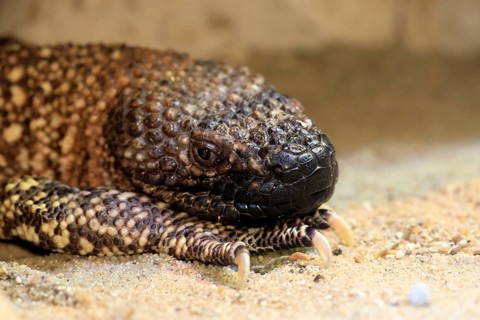 Scorpion crust lizard (Heloderma horridum), adult, portrait, on ground, nocturnal, Mexico, North