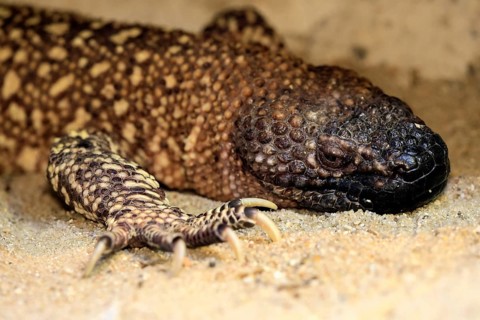 Scorpion crust lizard (Heloderma horridum), adult, portrait, on ground, nocturnal, Mexico, North