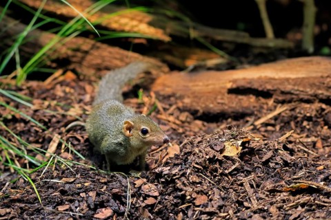 Squirrel (Scandentia), adult, foraging, alert, Southeast Asia Asia