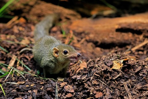 Squirrel (Scandentia), adult, foraging, alert, Southeast Asia Asia