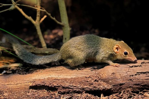 Squirrel (Scandentia), adult, foraging, alert, Southeast Asia Asia