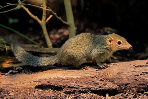 Squirrel (Scandentia), adult, foraging, alert, Southeast Asia Asia