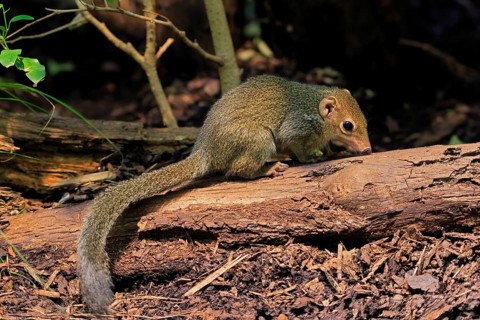 Squirrel (Scandentia), adult, foraging, alert, Southeast Asia Asia