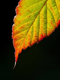 Close-up of a green leaf with red edges in autumn light, Borken, Münsterland, Germany