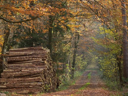 Autumnal forest path with stacked tree trunks surrounded by colourful foliage, Borken, Münsterland,
