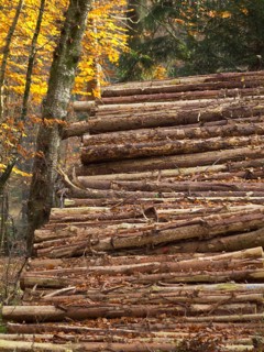 Large pile of logs in autumn forest, Borken, Münsterland, Germany