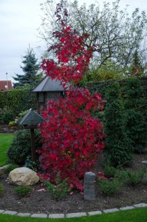 Tall maple tree with red leaves in a garden, Borken, Münsterland, Germany