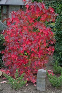 Maple tree with bright red leaves in a garden, Borken, Münsterland, Germany