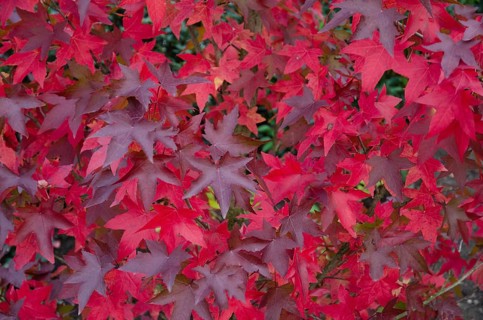 Red maple leaves form an intensely coloured pattern, Borken, Münsterland, Germany