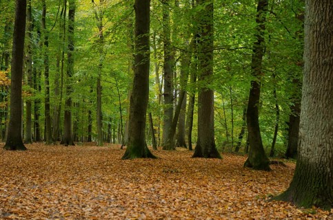 Quiet forest in autumn with deciduous soil and green leaves on the trees, Borken, Münsterland,