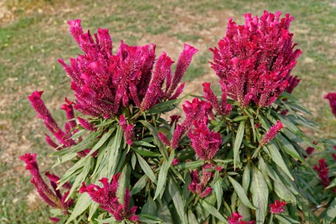 Pink celosia flowers with green leaves in a garden, Agra, Jodhpur, Rajasthan, North India