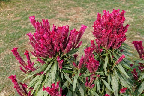 Pink celosia flowers with green leaves in a garden, Agra, Jodhpur, Rajasthan, North India