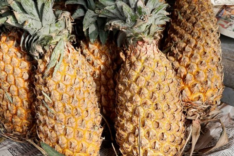 Kota, Rajasthan, North India, Asia, pineapple fruit with rough, yellow skin and green leaves,