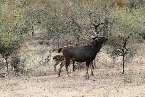 Ranthambhore Tiger Reserve, Sawai Madhopur, Kota, Rajasthan, North India, Asia, Deer with antlers