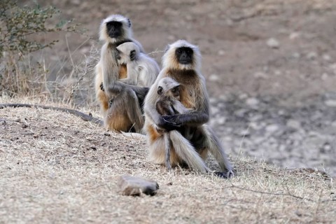 Ranthambhore Tiger Reserve, Sawai Madhopur, Kota, Rajasthan, North India, Asia, Monkey family