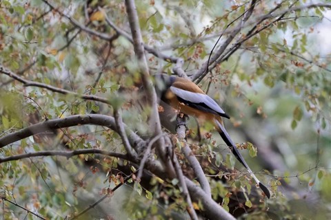 Ranthambhore Tiger Reserve, Sawai Madhopur, Kota, Rajasthan, North India, Asia, Bird sitting hidden