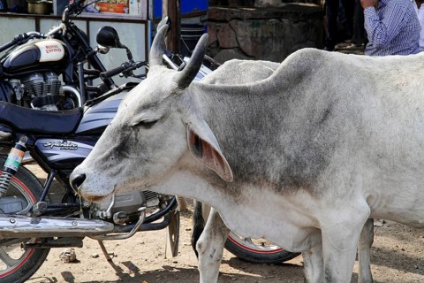 Kota, Rajasthan, North India, Asia, Cow on a road next to a parked motorbike in an urban