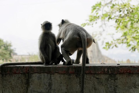 Two monkeys interacting on a wall with blurred background, Kota, Rajasthan, North India, India