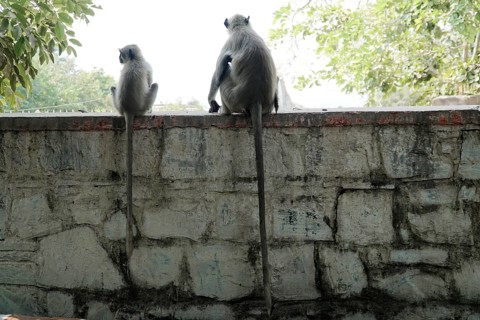 Kota, Rajasthan, North India, Asia, Two monkeys sitting on a wall and looking at the surroundings,