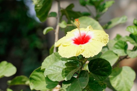 Kota, Rajasthan, North India, Asia, Yellow hibiscus flower with red centre and green leaves in the