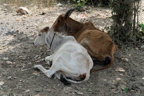Kota, Rajasthan, North India, Asia, Two cows lying relaxed next to each other in the shade on the