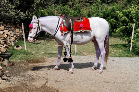 Kota, Rajasthan, North India, Asia, White horse with red blanket and saddle standing peacefully in