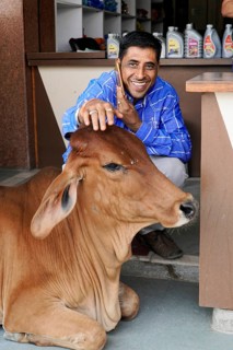Kota, Rajasthan, North India, Asia, Smiling man stroking a sitting brown cow inside, India
