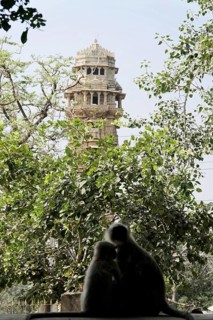 Kota, Rajasthan, North India, Asia, Two monkeys in silhouette in front of a tower and lush