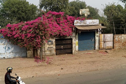 Building with lush bougainvillea on the facade, motorbike on the street, Agra, Jodhpur, Rajasthan,