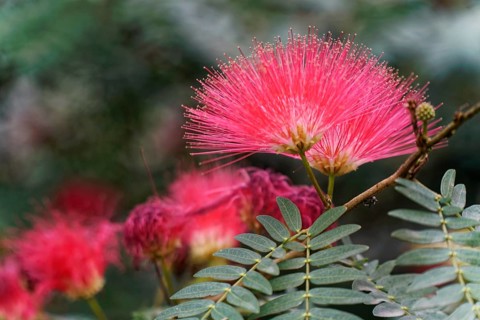 Close-up of a delicate pink flower standing out in nature, Agra, Jodhpur, Rajasthan, North India