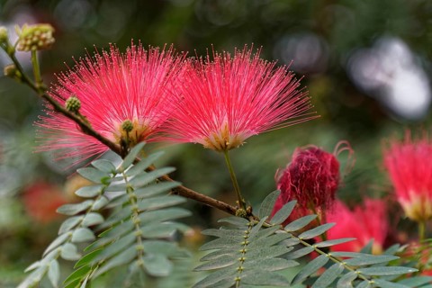 Two pink flowers in close-up, emphasising the details of nature, Agra, Jodhpur, Rajasthan, North